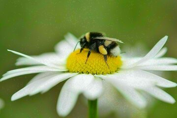 Bild der Petition 55 Jahre Natur- & Gartenfreunde Krossinsee e.V. -- Gärten erhalten – Natur schützen!