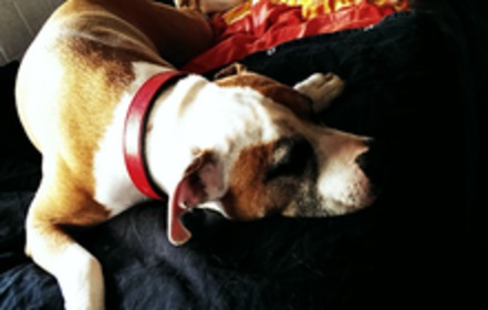 Bild der Petition Abschaffung der Gefahrhundelisten