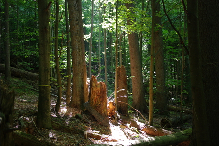 Bild der Petition Auch im Wald: Fakten statt Märchen - Wissenschaft statt Wohlleben