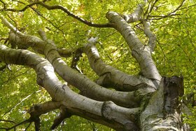 Bild der Petition: Baumfällung am Waldkunstpfad stoppen