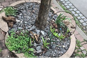 Bild der Petition: Clean and beautiful Karben again