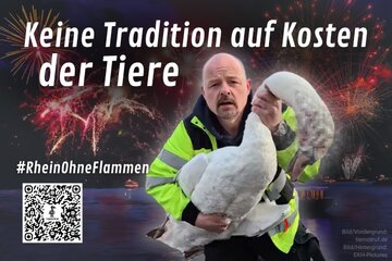 Image of the petition Das Großfeuerwerk in der Bonner Rheinaue muss ein Ende haben!