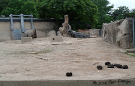 Bild der Petition Die Elefanten im Krefelder Zoo brauchen einen schöneren Lebensabend