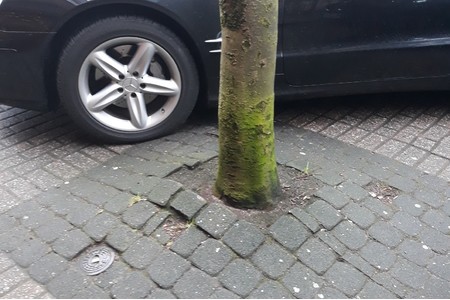 Bild der Petition Eil Petition zum Erhalt unserer Straßenbäume auf der Düsseldorferstraße im Dorf Saarn