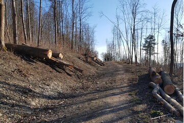 Bild der Petition Ein Wald in Not. Der Strupp - Wald in Gefahr.