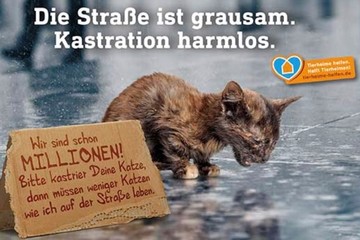Bild der Petition Einführung einer Kastrations-, Registrier- und Chippflicht für freilaufende Katzen in Bad Lauterberg