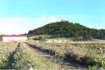 Bild der Petition Einmaliges Ortsbild von Holzhausen in Gefahr- Alternativstandort für Silos gefordert!