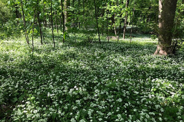 Bild der Petition Ende des massiven Holzeinschlages im Bad Vilbeler Stadtwald