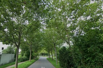 Bild der Petition Erhalt der Platanen in der Platanenallee in Öhringen