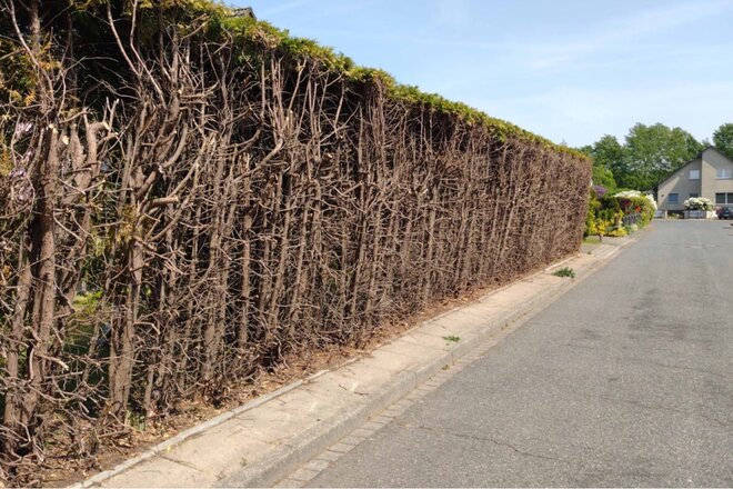 Erhalt einer Thuja Hecke auf dem Grundstck Stormarnring 26 in Glinde -  Online-Petition