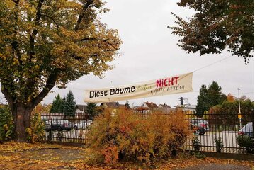 Bild der Petition Fällung der Linden verhindern