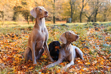 Bild der Petition Fairer Hundefreilauf im Südpark Münster – klare Zeiten für ein besseres Miteinander