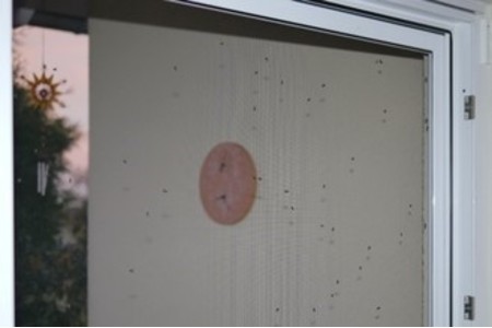 Bild der Petition: Fliegenplage in Gründau