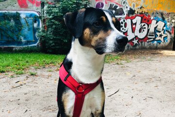 Bild der Petition Für saubere und sichere Hundewiesen in Hamburg-Eimsbüttel