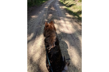 Bild der Petition Gegen die Erhöhung der Hundesteuer in Zschorlau / Erzgebirgskreis