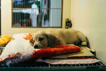 Bild der Petition Genehmigung des Erweiterungsbaus der Tierklinik Kaufungen