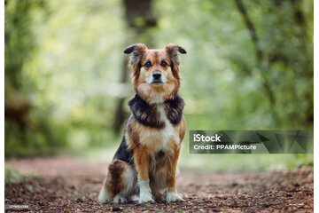 Bild der Petition Hundeauslauf kleine Hunde Görlitzer Park