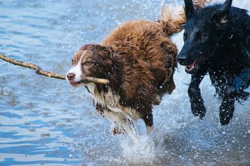 Bild der Petition Hundefreilauf in Bad Bramstedt