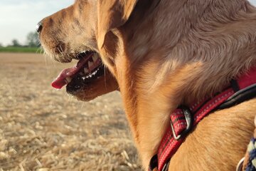 Bild der Petition Hundefreilauffläche Hundespielplatz Niederwerrn