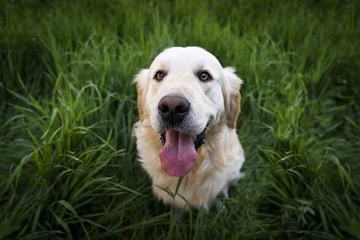 Bild der Petition Petition zur Einrichtung einer Hundefreilauffläche in Nienburg(Weser)