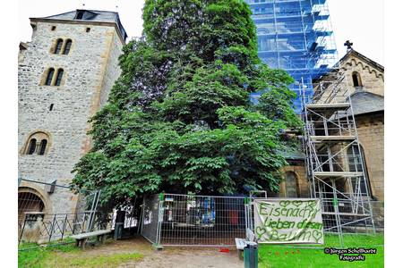 JA zum Erhalt der großen Roßkastanie an der Nikolaikirche in Eisenach