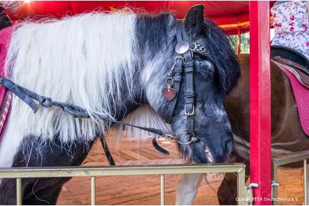 Bild der Petition Kein Ponykarussell auf dem Schiersteiner Hafenfest!