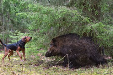Bild der Petition Kein Trainingsplatz für Jagdhunde im Vogelschutz- & Wildkatzengebiet