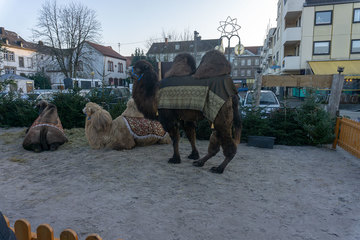 Bild der Petition KEINE Lebenden Tiere auf dem St. Wendler Weihnachtsmarkt