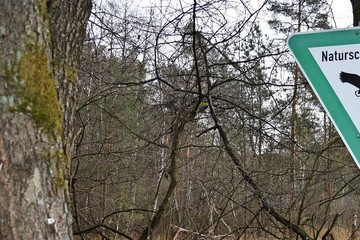 Bild der Petition Keine Rodung von bis zu 40ha Wald für das Interkommunale Gewerbegebiet an der A93