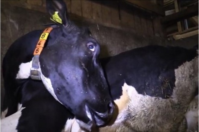 Lebenslanges Berufsverbot für Milchfabrikant Endres - Online-Petition Lebenslanges Berufsverbot für Milchfabrikant Endres - Online-Petition