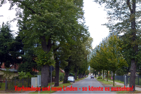Bild der Petition: Lindenallee mit Linden!
