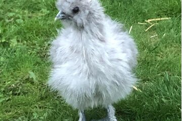 Bild der Petition Michi's Tierparadies