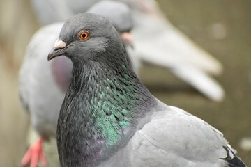 Bild der Petition NEIN zum Entfernen des Taubenhauses Lampertshof in Saarbrücken !