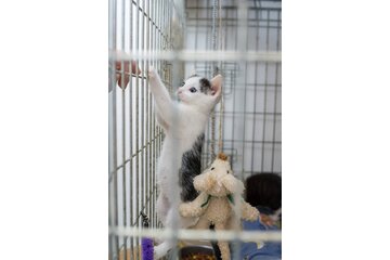 Bild der Petition Nutzung Reitstall Areal für Tierfreunde Brucker Land