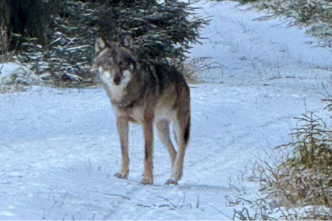 Petition gegen den Abschuss des Wolfs GW2672 in Baden-Württemberg - Online petition