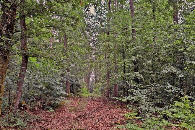 Rettet den Merziger Wald vor dem Verkauf! - Online-Petition