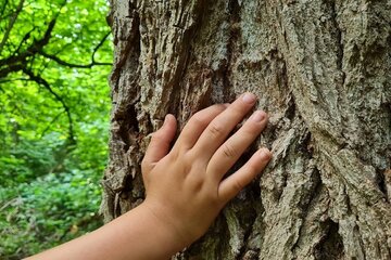 Bild der Petition Rettet den Seidenberg!