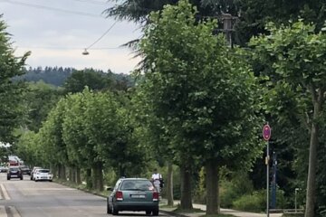 Bild der Petition Rettet die Platanen Parkstrasse St.Wendel