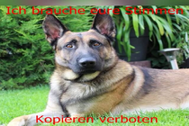 Sam gehört zu seinem Herrchen