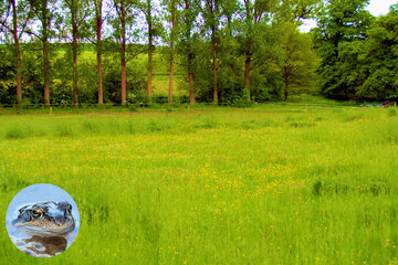 Image of the petition #SaveSevenich - Rettet das Sevenicher Auenland Biotop