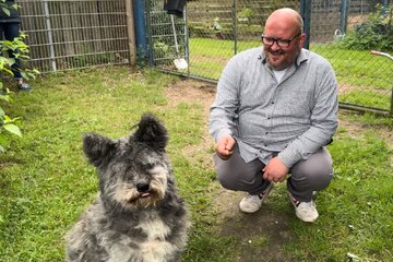 Bild der Petition Jetzt Tierheime in Deutschland retten: SOS Hundehilfe Prignitz & Co!