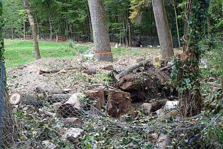 Bild der Petition Stein soll eine Stadt im Grünen bleiben - Ja zum Schutz unserer Bäume