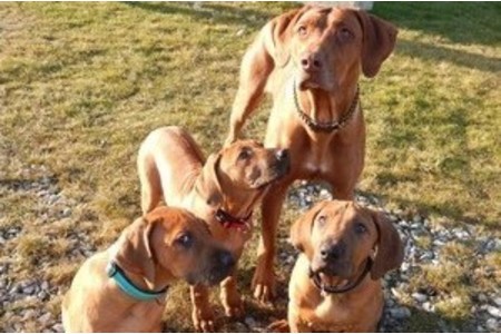 Bild der Petition Stoppen Sie die Versteigerung von Rhodesian Ridgeback Hündinnen und Welpen!