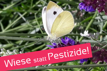 Bild der Petition Stoppt das Insektensterben! Für Wildblumenwiesen & eine pestizidfreie Stadt Mülheim / Ruhr