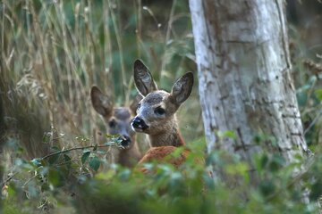 Bild der Petition Stoppt das neue Jagdgesetz in Rheinland-Pfalz – Für Wald mit Wild !