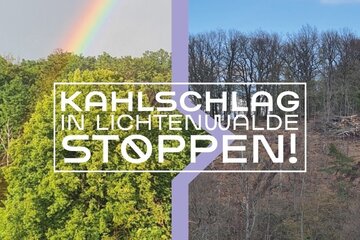 Bild der Petition Stoppt den Kahlschlag in Lichtenwalde, rettet die geschützte Natur!