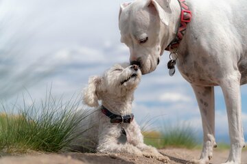 Bild der Petition TIE-R-ECHT: Fehl- und Mangelentwicklung vermeiden! Gebt unseren Hunden eine Chance!