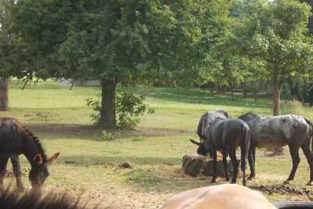 Bild der Petition Tierhof LUCKY FARM Geißlingen - mehr Grünlandfläche für die Tiere bitte !
