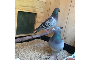 Bild der Petition Tierschutz statt Tiermord, betreute Taubenschläge für Limburg!