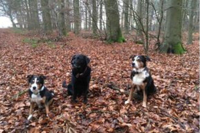 Überarbeitung Der Leinenpflicht In Brut Und Setzzeit In Rodgau - Online ...